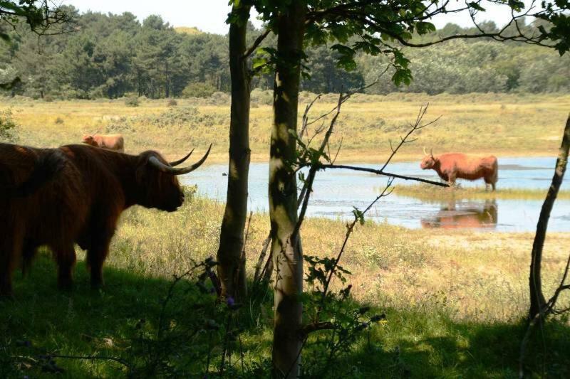 La Tulipe Διαμέρισμα Egmond aan den Hoef Εξωτερικό φωτογραφία